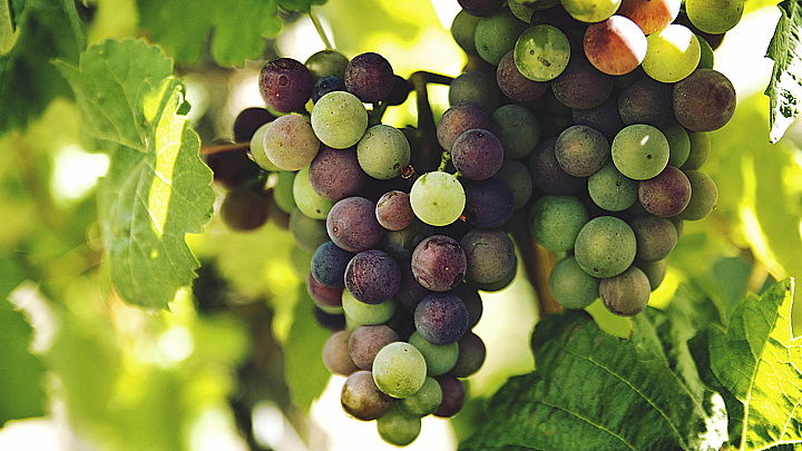 Wine Titbits